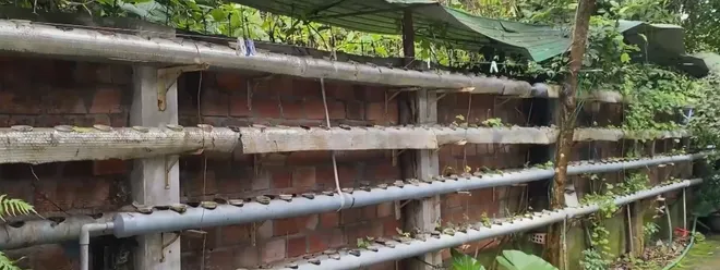 T&aacute;i diễn nguy hiểm t&igrave;nh trạng đội lốt thương hiệu S&acirc;m Ngọc Linh: Cần ph&aacute;p luật v&agrave;o cuộc triệt để- Ảnh 4.