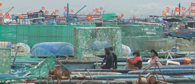 Xuất khẩu tôm hùm: Từ kỳ vọng kim ngạch đến tư duy phát triển bền vững- Ảnh 4. Xuất khẩu tôm hùm: Từ kỳ vọng kim ngạch đến tư duy phát triển bền vững- Ảnh 4.