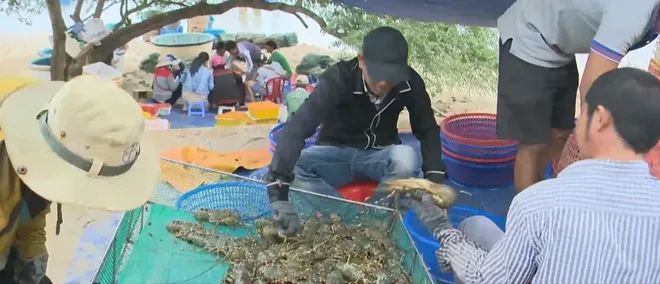 Xuất khẩu tôm hùm: Từ kỳ vọng kim ngạch đến tư duy phát triển bền vững- Ảnh 6. Xuất khẩu tôm hùm: Từ kỳ vọng kim ngạch đến tư duy phát triển bền vững- Ảnh 6.