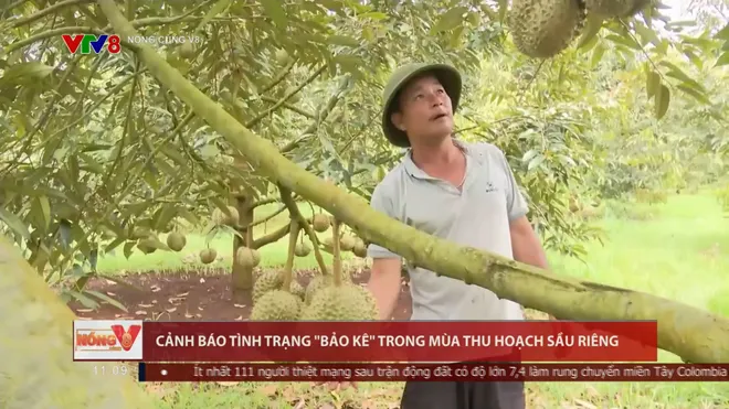 Cảnh báo tình trạng "bảo kê" trong mùa thu hoạch sầu riêng- Ảnh 1. Cảnh báo tình trạng "bảo kê" trong mùa thu hoạch sầu riêng- Ảnh 1.