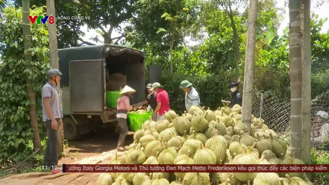Cảnh báo tình trạng "bảo kê" trong mùa thu hoạch sầu riêng- Ảnh 2. Cảnh báo tình trạng "bảo kê" trong mùa thu hoạch sầu riêng- Ảnh 2.