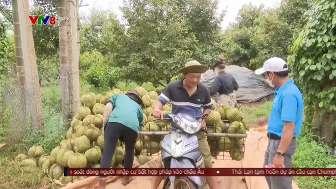 Cảnh báo tình trạng "bảo kê" trong mùa thu hoạch sầu riêng- Ảnh 4. Cảnh báo tình trạng "bảo kê" trong mùa thu hoạch sầu riêng- Ảnh 4.