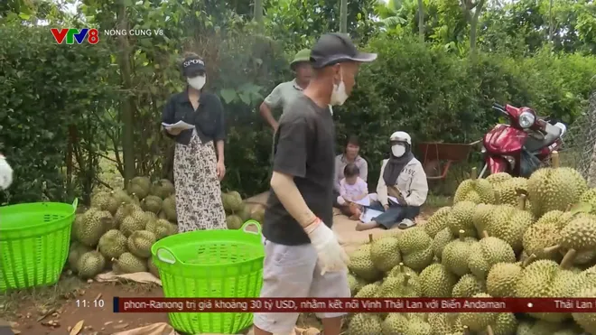 Cảnh báo tình trạng "bảo kê" trong mùa thu hoạch sầu riêng- Ảnh 3. Cảnh báo tình trạng "bảo kê" trong mùa thu hoạch sầu riêng- Ảnh 3.