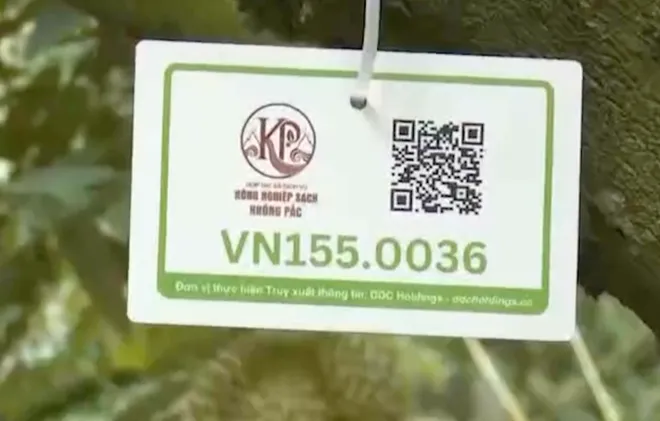 Sầu riêng Đắk Lắk vào vụ, mở rộng khát vọng kết nối và vươn xa- Ảnh 1. Sầu riêng Đắk Lắk vào vụ, mở rộng khát vọng kết nối và vươn xa- Ảnh 1.