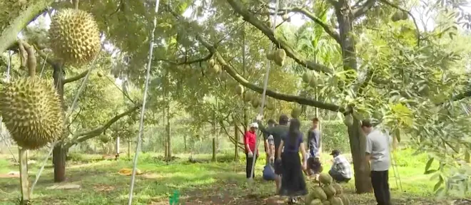 Sầu riêng Đắk Lắk vào vụ, mở rộng khát vọng kết nối và vươn xa- Ảnh 7. Sầu riêng Đắk Lắk vào vụ, mở rộng khát vọng kết nối và vươn xa- Ảnh 7.