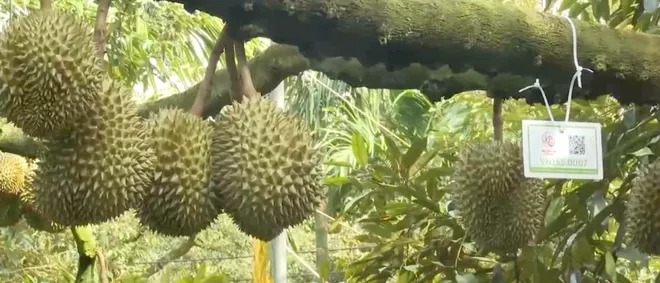 Sầu riêng Đắk Lắk vào vụ, mở rộng khát vọng kết nối và vươn xa- Ảnh 2. Sầu riêng Đắk Lắk vào vụ, mở rộng khát vọng kết nối và vươn xa- Ảnh 2.