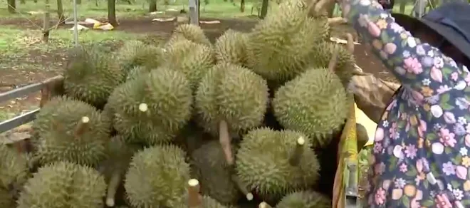 Sầu riêng Đắk Lắk vào vụ, mở rộng khát vọng kết nối và vươn xa- Ảnh 8. Sầu riêng Đắk Lắk vào vụ, mở rộng khát vọng kết nối và vươn xa- Ảnh 8.