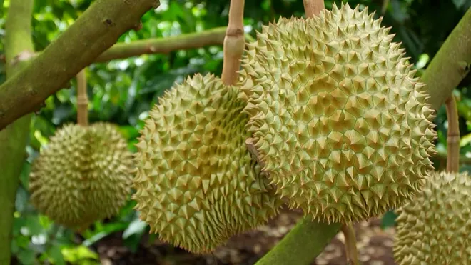 Đắk Lắk 2026: Đánh thức mọi giác quan tại Lễ hội Sầu riêng “Kết nối vươn xa”- Ảnh 2. Đắk Lắk 2026: Đánh thức mọi giác quan tại Lễ hội Sầu riêng “Kết nối vươn xa”- Ảnh 2.
