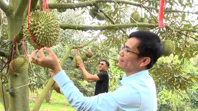 Đắk Lắk 2026: Đánh thức mọi giác quan tại Lễ hội Sầu riêng “Kết nối vươn xa”- Ảnh 3. Đắk Lắk 2026: Đánh thức mọi giác quan tại Lễ hội Sầu riêng “Kết nối vươn xa”- Ảnh 3.