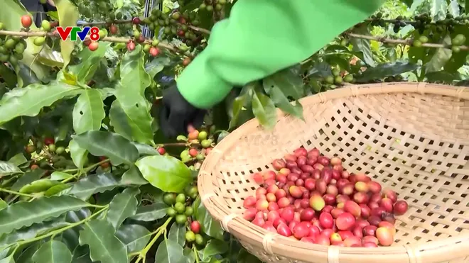 Cà phê từ sản phẩm nông nghiệp đến di sản văn hóa- Ảnh 2. Cà phê từ sản phẩm nông nghiệp đến di sản văn hóa- Ảnh 2.