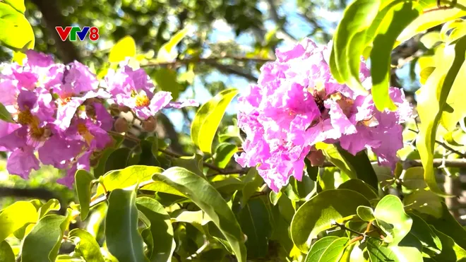 Khám phá Hòn Đỏ: Gành đá kỳ thú bên vịnh Nha Trang- Ảnh 8. Khám phá Hòn Đỏ: Gành đá kỳ thú bên vịnh Nha Trang- Ảnh 8.