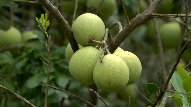 Thanh trà chết hàng loạt, ảnh hưởng sinh kế hàng trăm hộ dân- Ảnh 2. Thanh trà chết hàng loạt, ảnh hưởng sinh kế hàng trăm hộ dân- Ảnh 2.