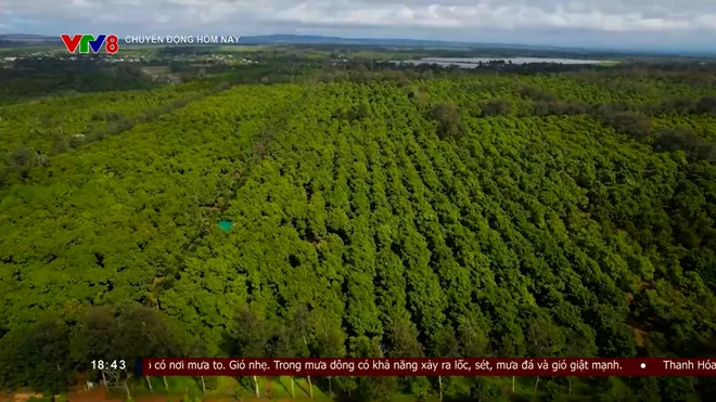 Đắk Lắk xây dựng hệ sinh thái sầu riêng bền vững- Ảnh 4. Đắk Lắk xây dựng hệ sinh thái sầu riêng bền vững- Ảnh 4.