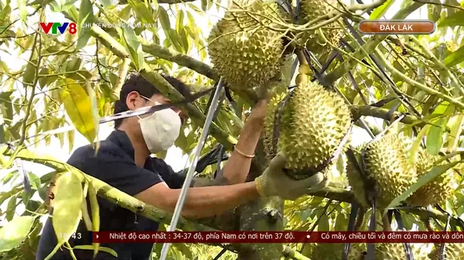 Đắk Lắk xây dựng hệ sinh thái sầu riêng bền vững- Ảnh 6. Đắk Lắk xây dựng hệ sinh thái sầu riêng bền vững- Ảnh 6.