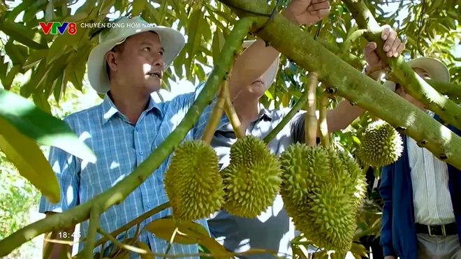 Đắk Lắk xây dựng hệ sinh thái sầu riêng bền vững- Ảnh 2. Đắk Lắk xây dựng hệ sinh thái sầu riêng bền vững- Ảnh 2.