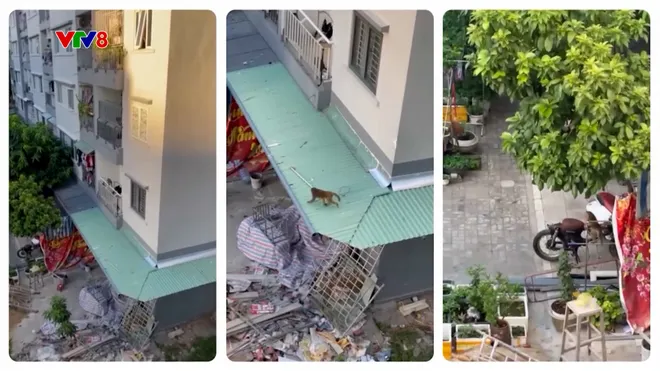 Cảnh báo khỉ hoang xâm nhập khu dân cư tại Sơn Trà- Ảnh 1. Cảnh báo khỉ hoang xâm nhập khu dân cư tại Sơn Trà- Ảnh 1.