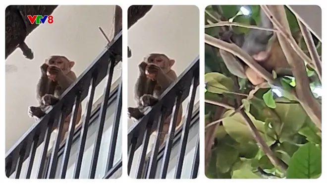 Cảnh báo khỉ hoang xâm nhập khu dân cư tại Sơn Trà- Ảnh 3. Cảnh báo khỉ hoang xâm nhập khu dân cư tại Sơn Trà- Ảnh 3.