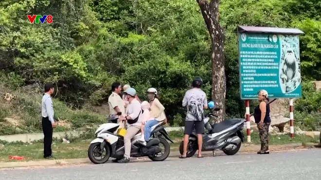 Cảnh báo khỉ hoang xâm nhập khu dân cư tại Sơn Trà- Ảnh 5. Cảnh báo khỉ hoang xâm nhập khu dân cư tại Sơn Trà- Ảnh 5.