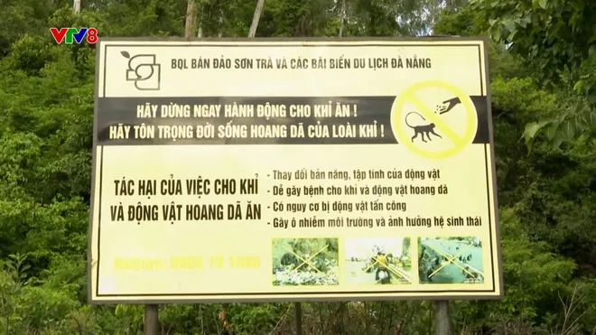 Cảnh báo khỉ hoang xâm nhập khu dân cư tại Sơn Trà- Ảnh 7. Cảnh báo khỉ hoang xâm nhập khu dân cư tại Sơn Trà- Ảnh 7.