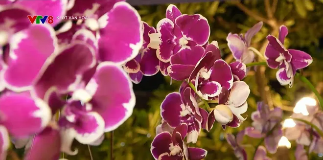 Gia Lai: Khai mạc Lễ hội “ngàn hoa về phố biển”- Ảnh 15. Gia Lai: Khai mạc Lễ hội “ngàn hoa về phố biển”- Ảnh 15.