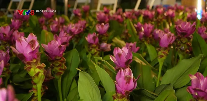 Gia Lai: Khai mạc Lễ hội “ngàn hoa về phố biển”- Ảnh 14. Gia Lai: Khai mạc Lễ hội “ngàn hoa về phố biển”- Ảnh 14.
