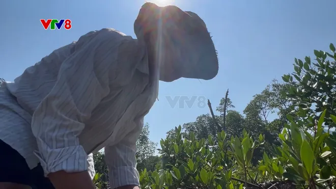 Rừng đước bên sông Tắc mang sắc xanh bình yên giữa phố biển- Ảnh 10. Rừng đước bên sông Tắc mang sắc xanh bình yên giữa phố biển- Ảnh 10.
