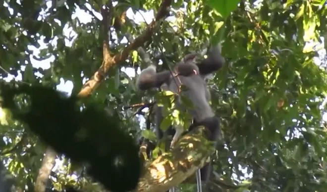 Đ&agrave; Nẵng ghi nhận nhiều lo&agrave;i động vật qu&yacute; hiếm: Th&aacute;ch thức bảo tồn đa dạng sinh học- Ảnh 3.