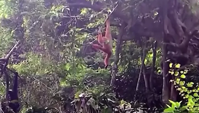 Đ&agrave; Nẵng ghi nhận nhiều lo&agrave;i động vật qu&yacute; hiếm: Th&aacute;ch thức bảo tồn đa dạng sinh học- Ảnh 2.