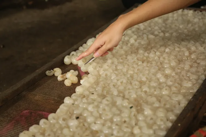Nh&atilde;n lồng Hưng Y&ecirc;n: Từ thức qu&agrave; tiến vua đến h&agrave;nh tr&igrave;nh di sản quốc tế - Ảnh 12.