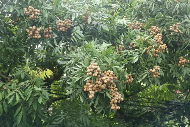 Nh&atilde;n lồng Hưng Y&ecirc;n: Từ thức qu&agrave; tiến vua đến h&agrave;nh tr&igrave;nh di sản quốc tế - Ảnh 3.