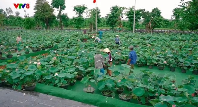 Lễ Giỗ Bác lần thứ 57 tại Kim Liên: Sự giao thoa đặc biệt giữa lòng tri ân và niềm tự hào dân tộc- Ảnh 5. Lễ Giỗ Bác lần thứ 57 tại Kim Liên: Sự giao thoa đặc biệt giữa lòng tri ân và niềm tự hào dân tộc- Ảnh 5.