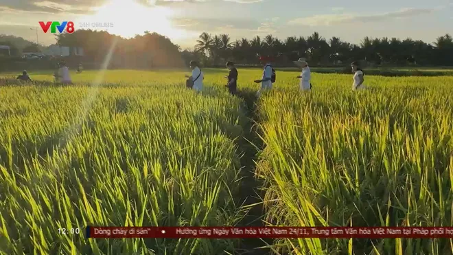 Cánh đồng vàng mùa thu ở Khánh Hòa đẹp ngỡ ngàng- Ảnh 4. Cánh đồng vàng mùa thu ở Khánh Hòa đẹp ngỡ ngàng- Ảnh 4.