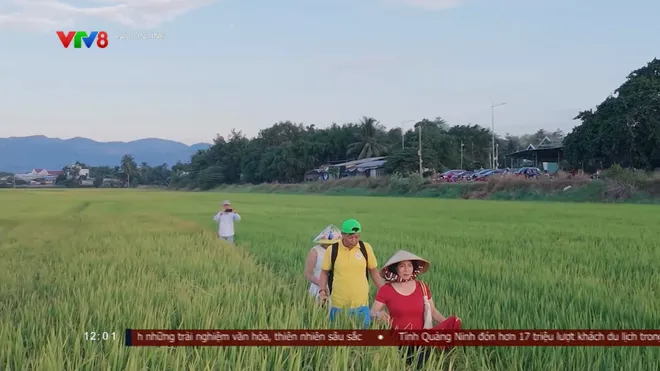 Cánh đồng vàng mùa thu ở Khánh Hòa đẹp ngỡ ngàng- Ảnh 6. Cánh đồng vàng mùa thu ở Khánh Hòa đẹp ngỡ ngàng- Ảnh 6.