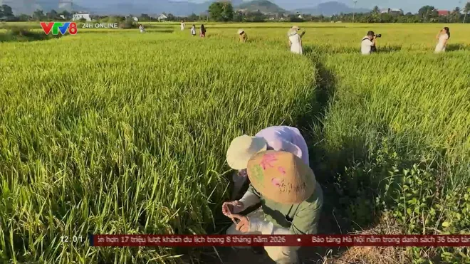 Cánh đồng vàng mùa thu ở Khánh Hòa đẹp ngỡ ngàng- Ảnh 9. Cánh đồng vàng mùa thu ở Khánh Hòa đẹp ngỡ ngàng- Ảnh 9.