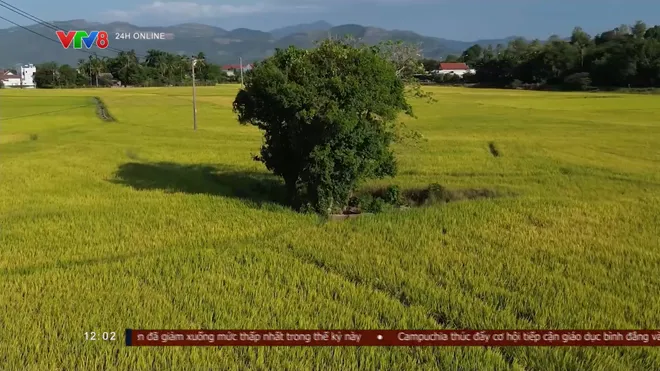 Cánh đồng vàng mùa thu ở Khánh Hòa đẹp ngỡ ngàng- Ảnh 1. Cánh đồng vàng mùa thu ở Khánh Hòa đẹp ngỡ ngàng- Ảnh 1.