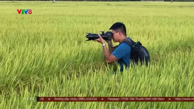 Cánh đồng vàng mùa thu ở Khánh Hòa đẹp ngỡ ngàng- Ảnh 5. Cánh đồng vàng mùa thu ở Khánh Hòa đẹp ngỡ ngàng- Ảnh 5.