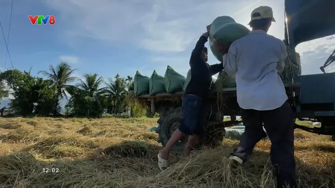 Cánh đồng vàng mùa thu ở Khánh Hòa đẹp ngỡ ngàng- Ảnh 11. Cánh đồng vàng mùa thu ở Khánh Hòa đẹp ngỡ ngàng- Ảnh 11.