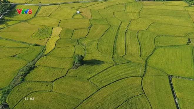 Cánh đồng vàng mùa thu ở Khánh Hòa đẹp ngỡ ngàng- Ảnh 3. Cánh đồng vàng mùa thu ở Khánh Hòa đẹp ngỡ ngàng- Ảnh 3.