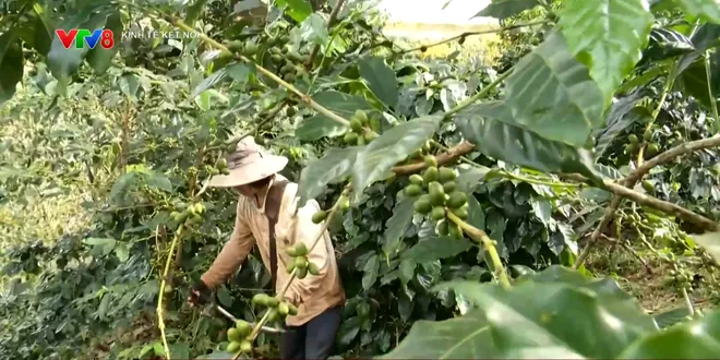 Chuỗi cung ứng c&agrave; ph&ecirc; th&iacute;ch ứng quy định chống mất rừng của Li&ecirc;n minh ch&acirc;u &Acirc;u- Ảnh 2.
