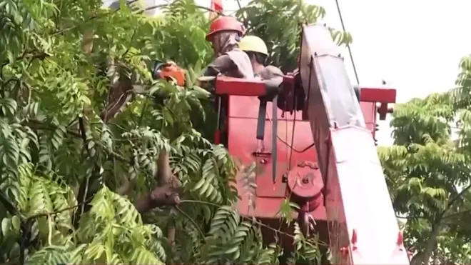 Quảng Ngãi chủ động cắt tỉa cây xanh bảo vệ an toàn mùa mưa bão- Ảnh 4. Quảng Ngãi chủ động cắt tỉa cây xanh bảo vệ an toàn mùa mưa bão- Ảnh 4.