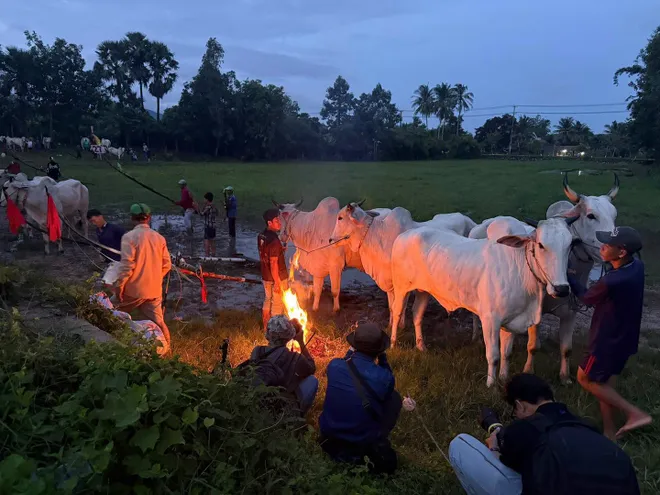 Rộn ràng ngày Hội đua bò chùa Rô - Ảnh 2.