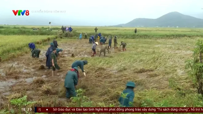 Hà Tĩnh khẩn trương “cứu lúa” sau mưa lớn- Ảnh 1. Hà Tĩnh khẩn trương “cứu lúa” sau mưa lớn- Ảnh 1.