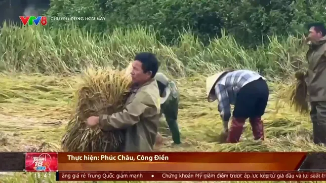 Hà Tĩnh khẩn trương “cứu lúa” sau mưa lớn- Ảnh 2. Hà Tĩnh khẩn trương “cứu lúa” sau mưa lớn- Ảnh 2.