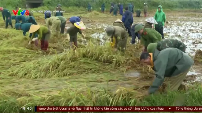 Hà Tĩnh khẩn trương “cứu lúa” sau mưa lớn- Ảnh 4. Hà Tĩnh khẩn trương “cứu lúa” sau mưa lớn- Ảnh 4.