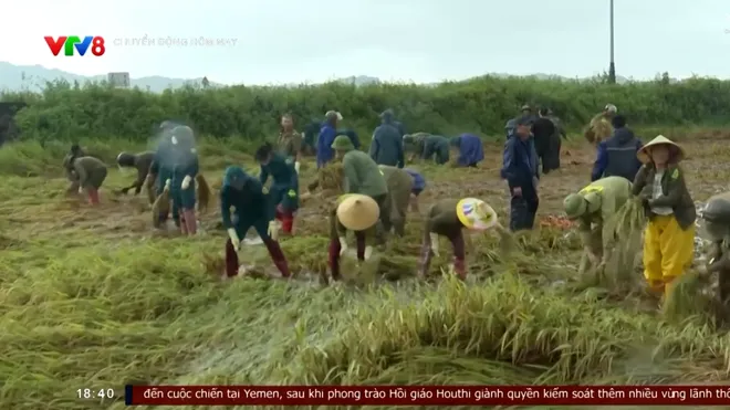 Hà Tĩnh khẩn trương “cứu lúa” sau mưa lớn- Ảnh 6. Hà Tĩnh khẩn trương “cứu lúa” sau mưa lớn- Ảnh 6.