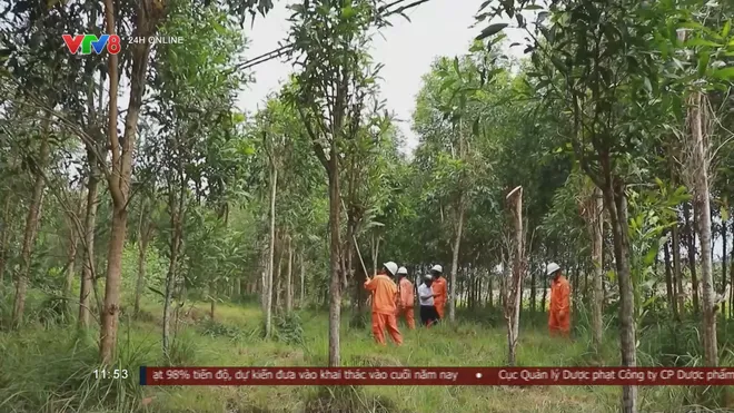 Điện lực Quảng Ng&atilde;i chủ động bảo vệ h&agrave;nh lang an to&agrave;n lưới điện trước m&ugrave;a mưa b&atilde;o- Ảnh 3.