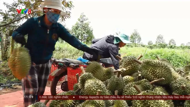 Sầu riêng đạt sản lượng kỷ lục, áp lực đầu ra gia tăng tại Đắk Lắk- Ảnh 7. Sầu riêng đạt sản lượng kỷ lục, áp lực đầu ra gia tăng tại Đắk Lắk- Ảnh 7.