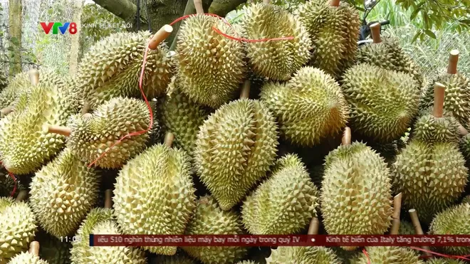 Sầu riêng đạt sản lượng kỷ lục, áp lực đầu ra gia tăng tại Đắk Lắk- Ảnh 1. Sầu riêng đạt sản lượng kỷ lục, áp lực đầu ra gia tăng tại Đắk Lắk- Ảnh 1.