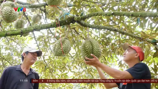 Sầu riêng đạt sản lượng kỷ lục, áp lực đầu ra gia tăng tại Đắk Lắk- Ảnh 5. Sầu riêng đạt sản lượng kỷ lục, áp lực đầu ra gia tăng tại Đắk Lắk- Ảnh 5.