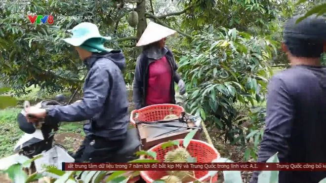 Sầu riêng đạt sản lượng kỷ lục, áp lực đầu ra gia tăng tại Đắk Lắk- Ảnh 4. Sầu riêng đạt sản lượng kỷ lục, áp lực đầu ra gia tăng tại Đắk Lắk- Ảnh 4.